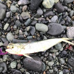 久々雨無し週末ショアジギング