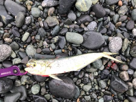 久々雨無し週末ショアジギング