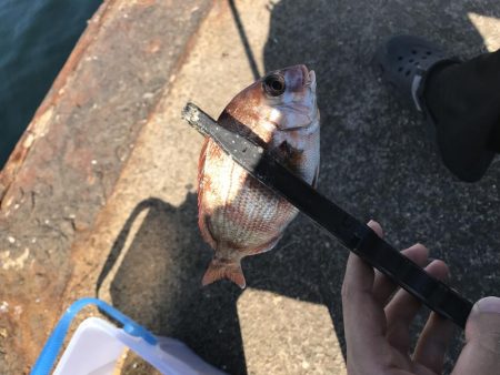 チヌもイカも！