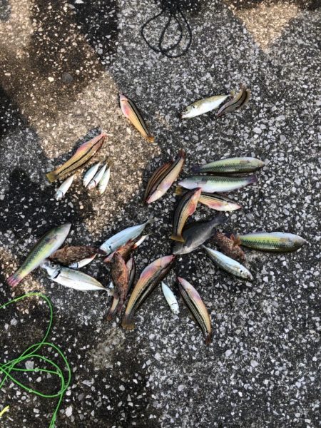 初の大入島…果たして！