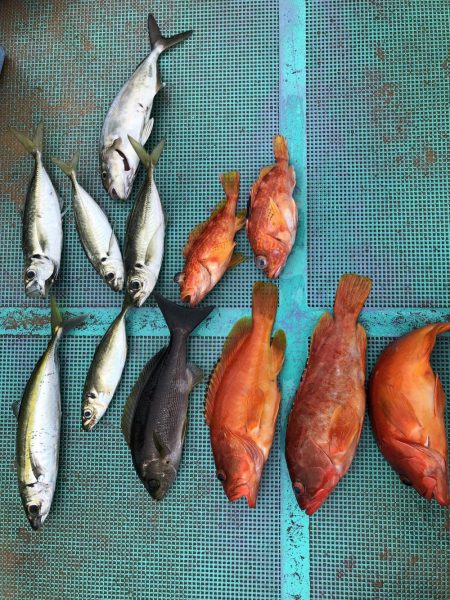 牟岐大島周辺でアカハタ