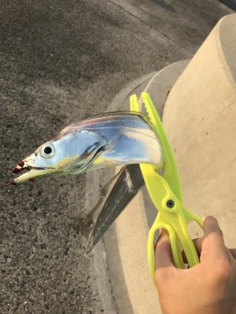 タチウオ調査！