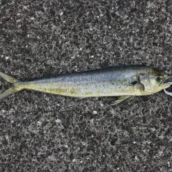 小浦一文字でシーラゲーム