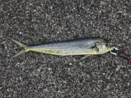 小浦一文字でシーラゲーム