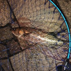 チニングでシーバス