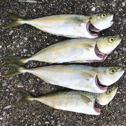 ダイソーワーム