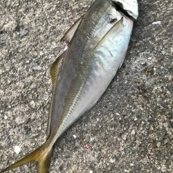 ツバス釣れず…