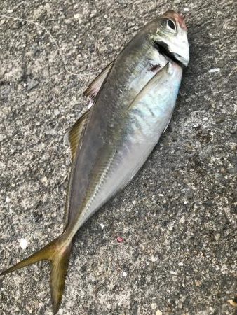 ツバス釣れず…