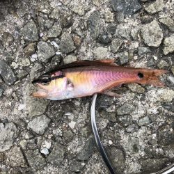 またもやサビキ爆釣