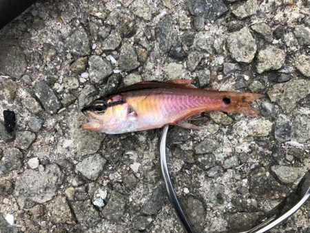 またもやサビキ爆釣