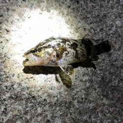 タケノコメバル