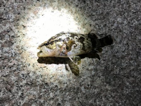 タケノコメバル