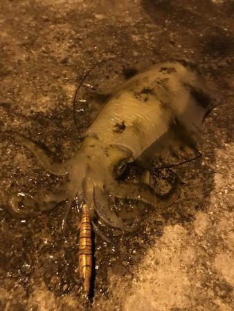 アオリ、キロオーバー