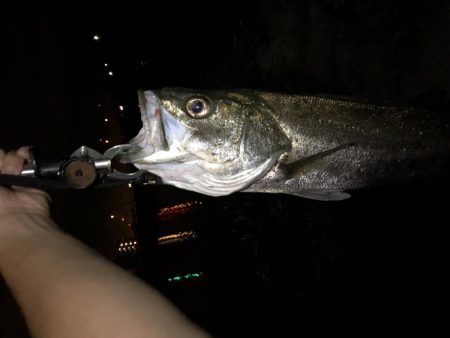 シーバストレーニング