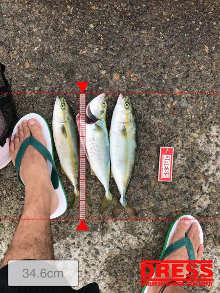 神戸港、モジャコ、ツバス祭り