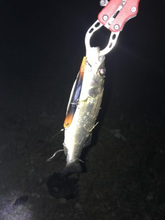 40分間3連続キャッチ