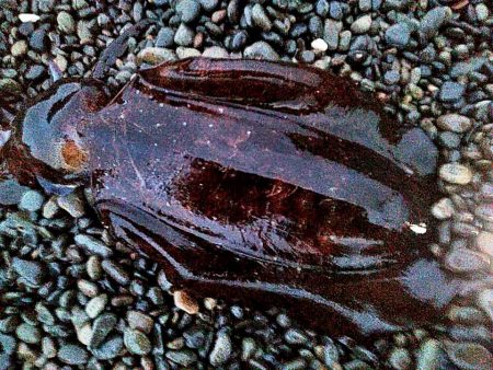 まだ　アオリイカ釣れますね!!