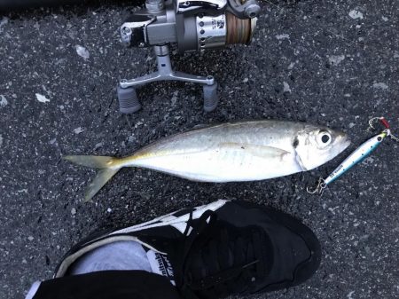 早朝ショアジギングで尺アジ・サゴシ釣れた！…