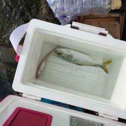 かわいいサイズのシオ