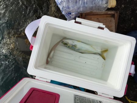 かわいいサイズのシオ