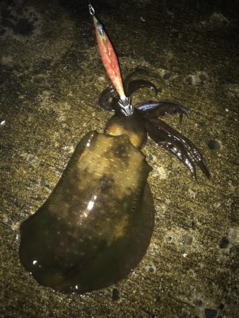 阪南初アオリは夏イカ