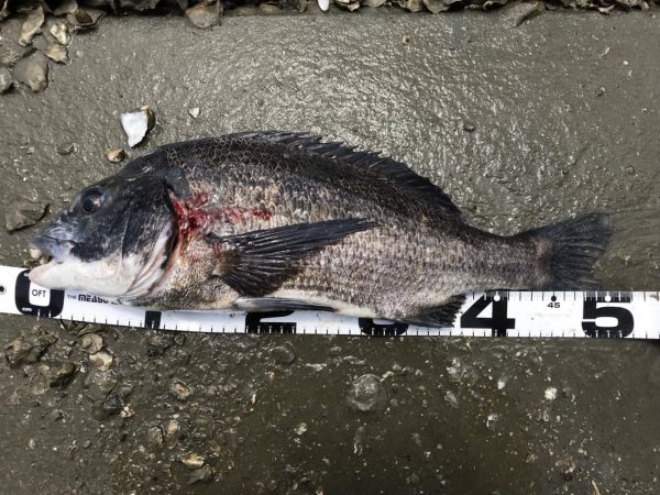 イチノ兄弟、釣果！