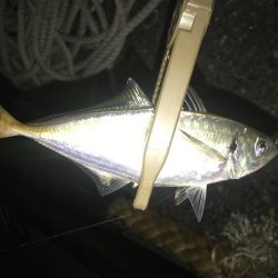 久々のアジング