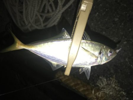 久々のアジング