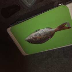 真夏の夜の投げ釣り