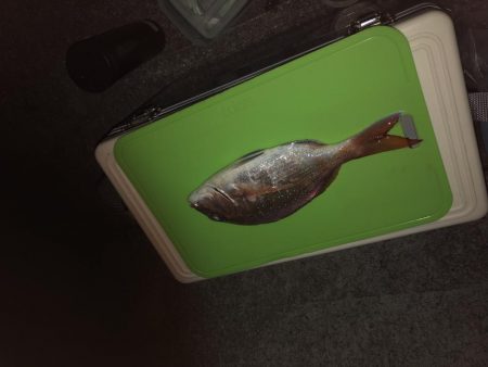 真夏の夜の投げ釣り