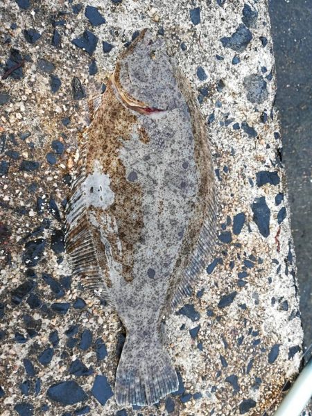 ヒラメ、良型キス