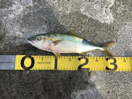 もうそろそろハマチかな？