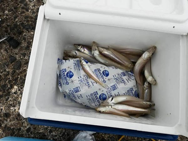 キス　良型増えてきた