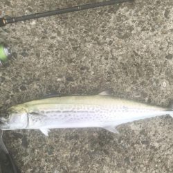 サワラ・ツバス