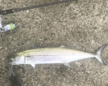 サワラ・ツバス