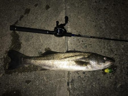 ビックサイズGET！