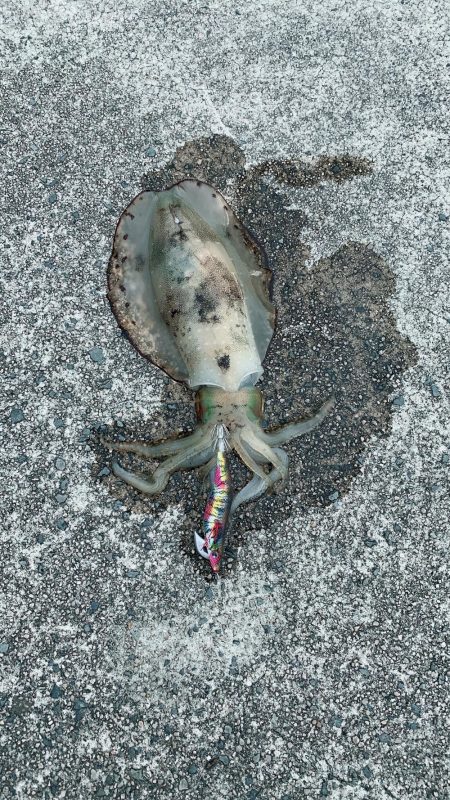 初エギングでキロアップ！