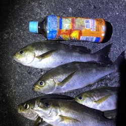 今年最初のイサキ釣り