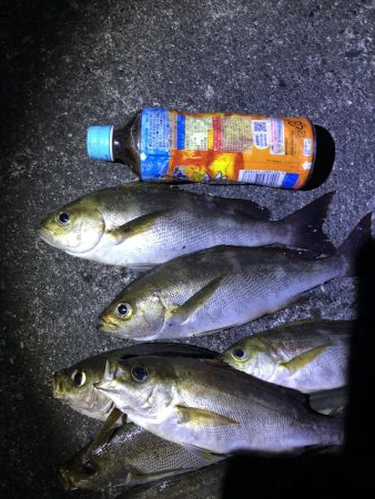 今年最初のイサキ釣り