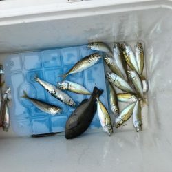 安定のサビキ釣り船磯