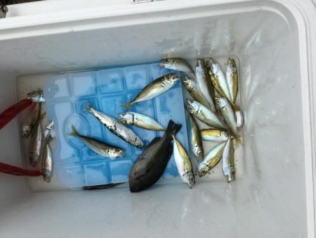 安定のサビキ釣り船磯