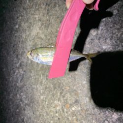 ナイトアジング!