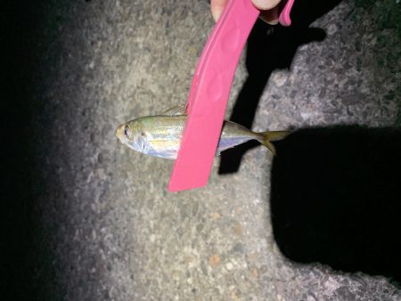 ナイトアジング!