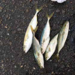 ツバスがいっぱい