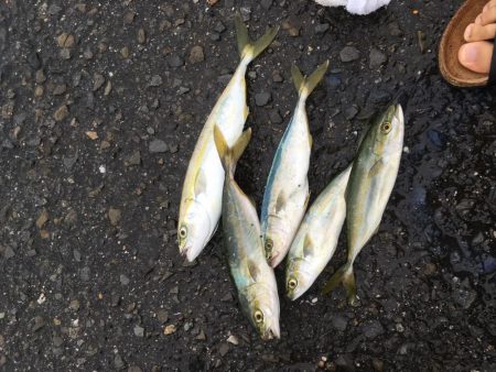 ツバスがいっぱい