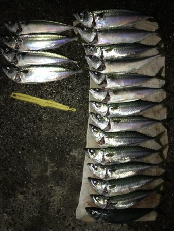 デカサバ求めて