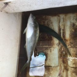 ジク、タイラバ、を頑張ってきました。