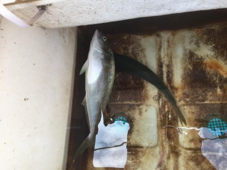 ジク、タイラバ、を頑張ってきました。