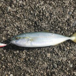 ライトゲームでマイクロジギング♪