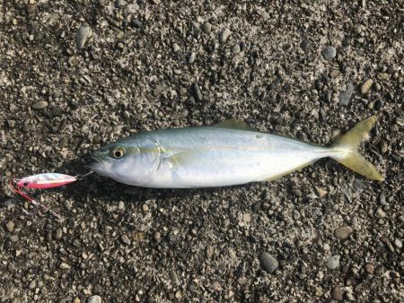 ライトゲームでマイクロジギング♪